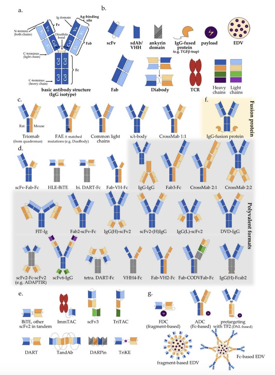 Multispecific Antibody Formats in Clinical Trials. (Elshiaty, Mariam, Hannah Schindler, and Petros Christopoulos, 2021)