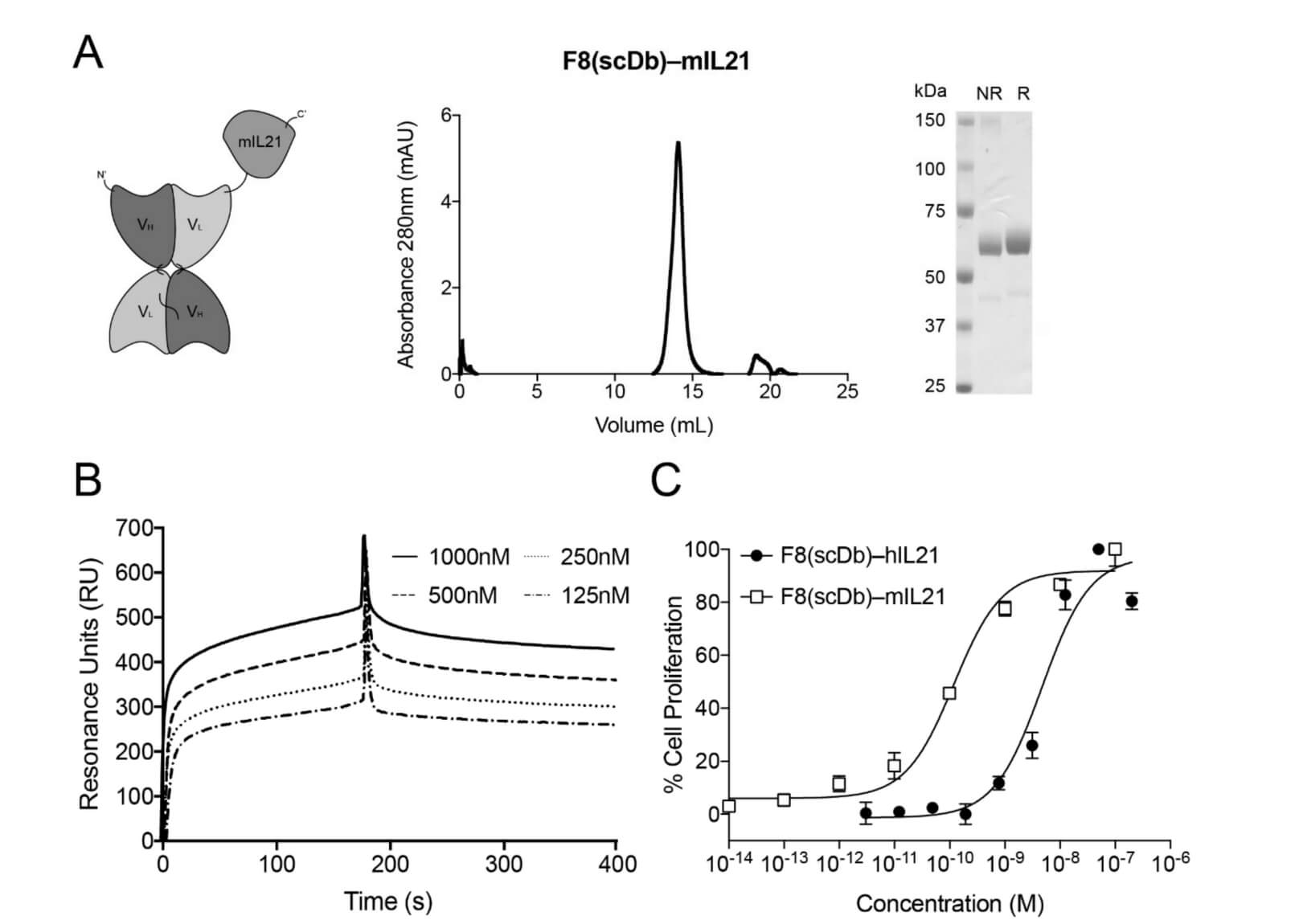 In Vitro Characterization and Biological Activity of a Single Chain Diabody Format with IL21 Fused at the C-terminus. (Di Nitto, Cesare, et al., 2022)