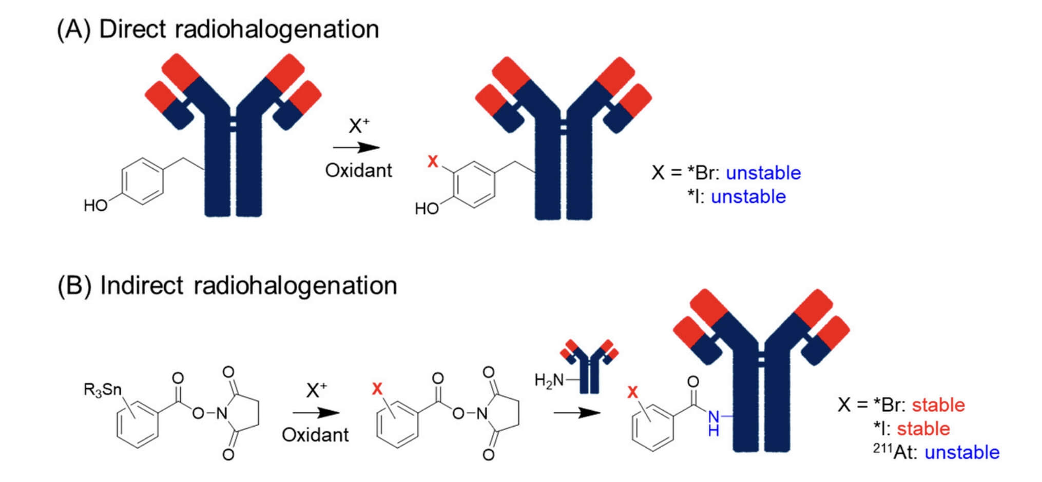 Direct and Indirect Radiohalogenation Methods. (Suzuki, Hiroyuki, Kento Kannaka, and Tomoya Uehara, 2024)