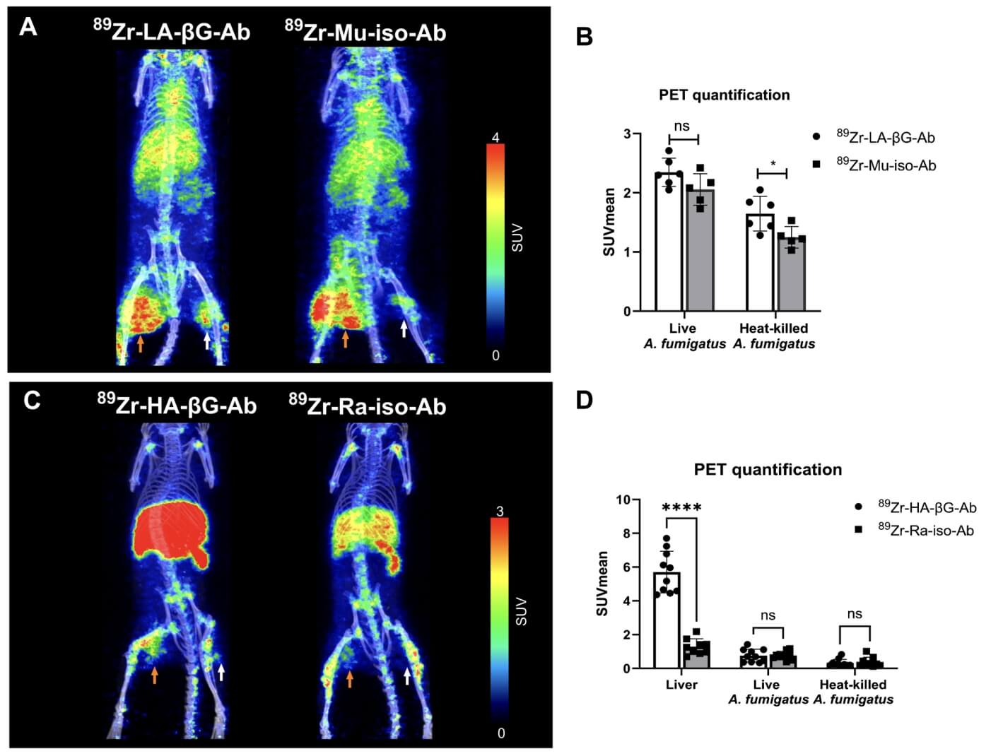 Static PET/CT Imaging of Mice with A. fumigatus Myositis Infections Using 89Zr Labeled Full Antibodies and Isotype Controls. (Lai, Jianhao, et al., 2024)