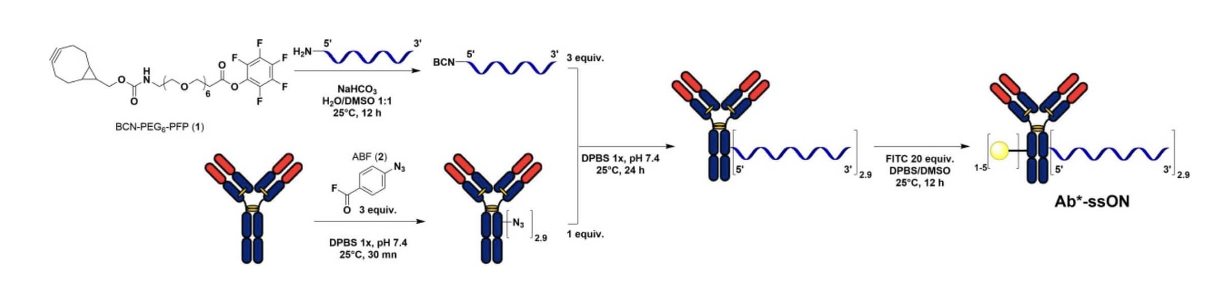 General Scheme for the Synthesis and Labelling of Ab*-ssON Conjugates. (Lehot, Victor, et al., 2021)