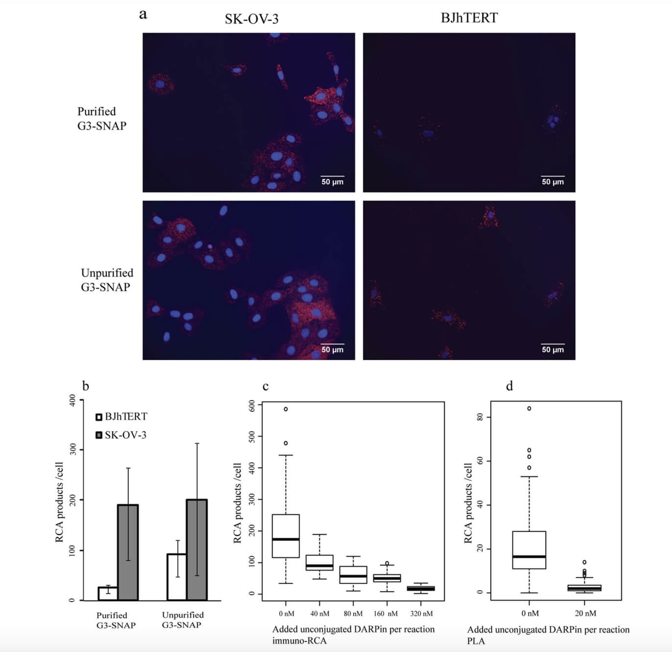 Detection of HER2 Proteins Using Immuno-RCA and in situ PLA in Fixed Cells. (Yan, Junhong, et al., 2014)