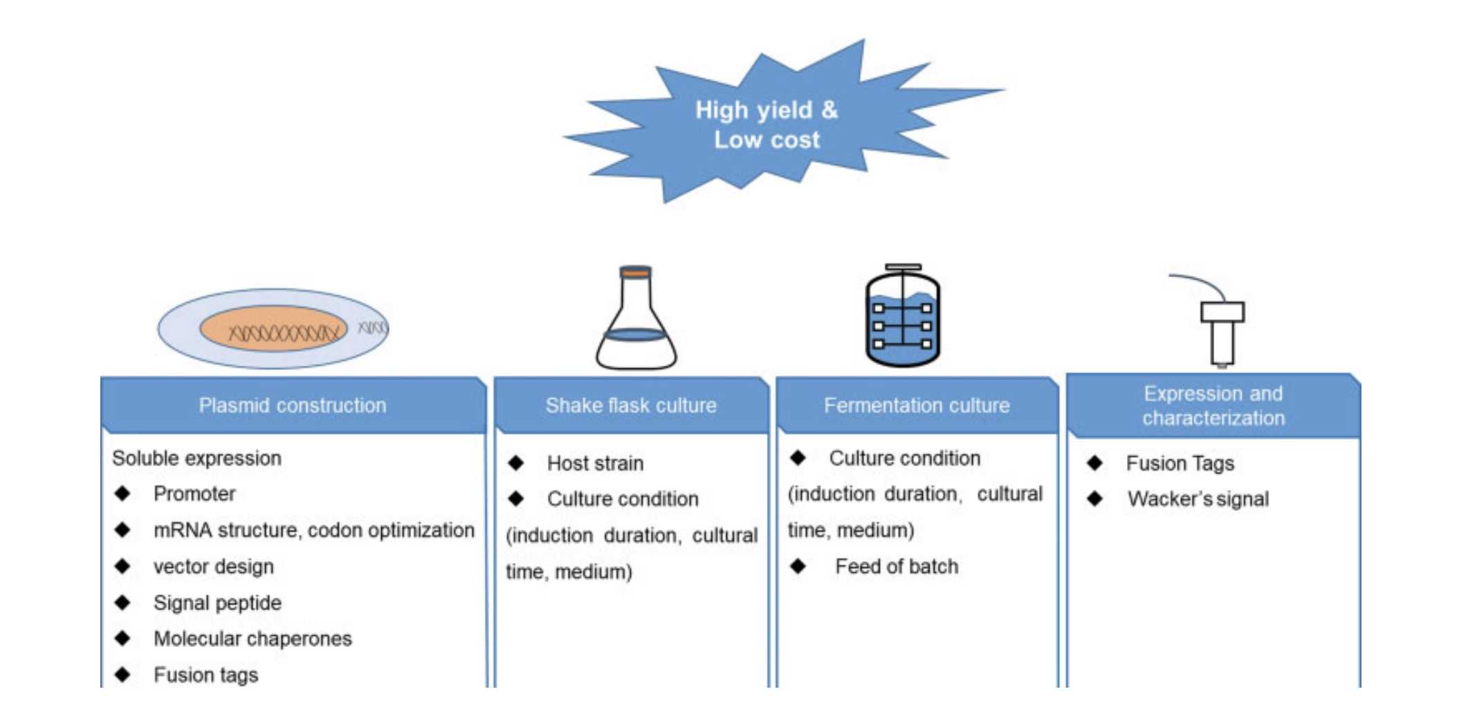 A Proposed Technology in E. coli to Generate Cost-effective Fab Fragments.