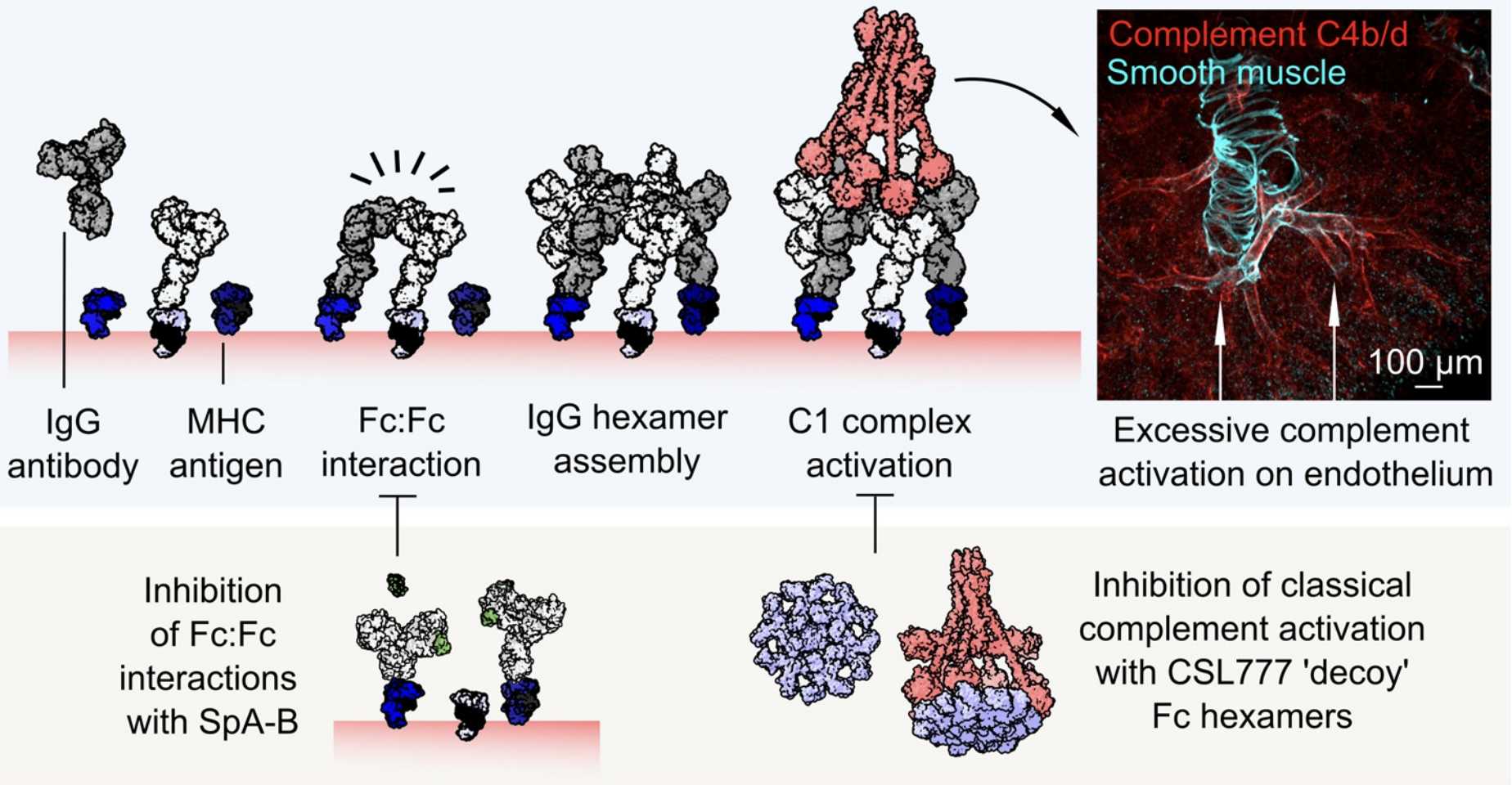 IgG Antibodies Can Form Hexamers. 