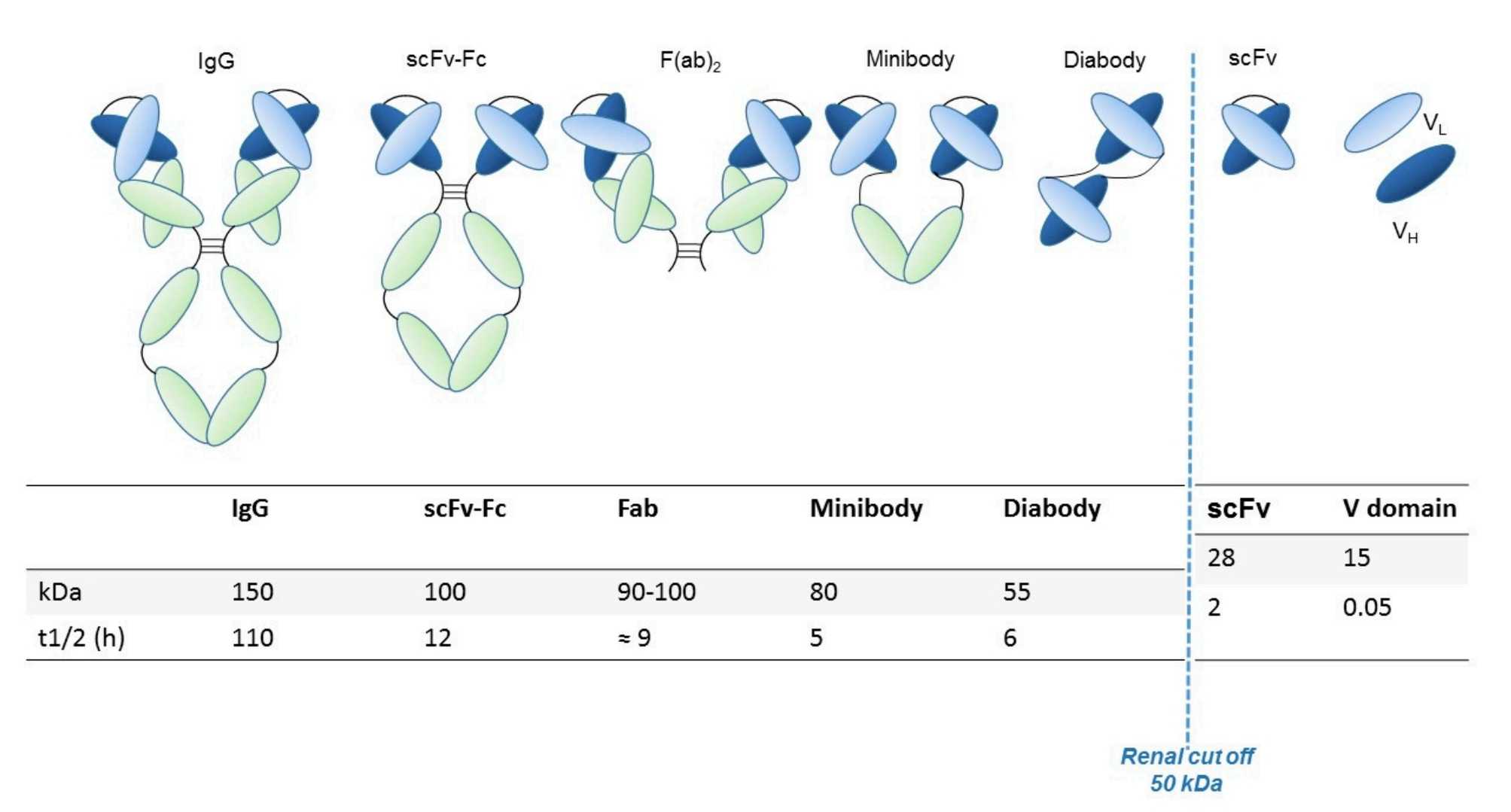 Engineered antibody Formats.