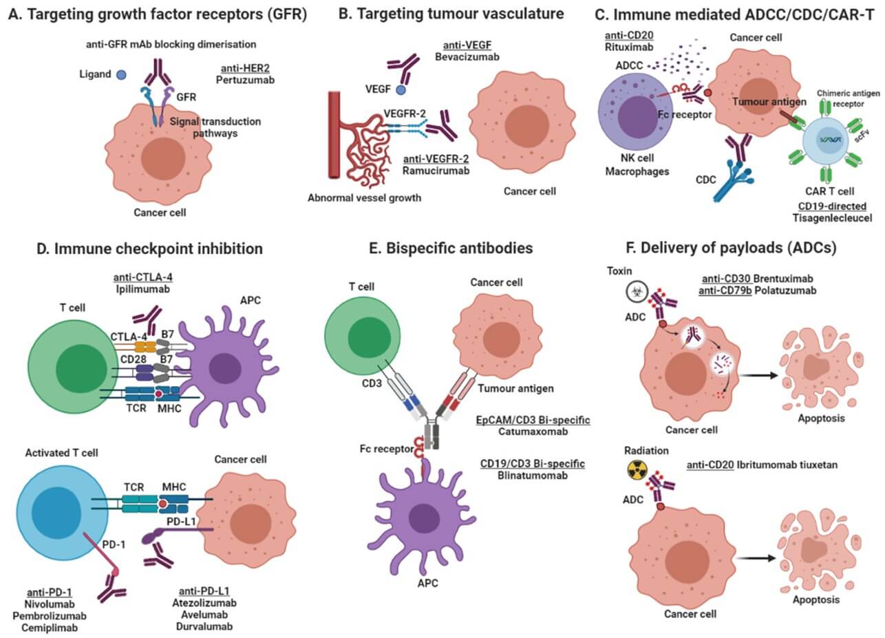 Fig.1 Mechanisms of action of monoclonal antibody-based products.
