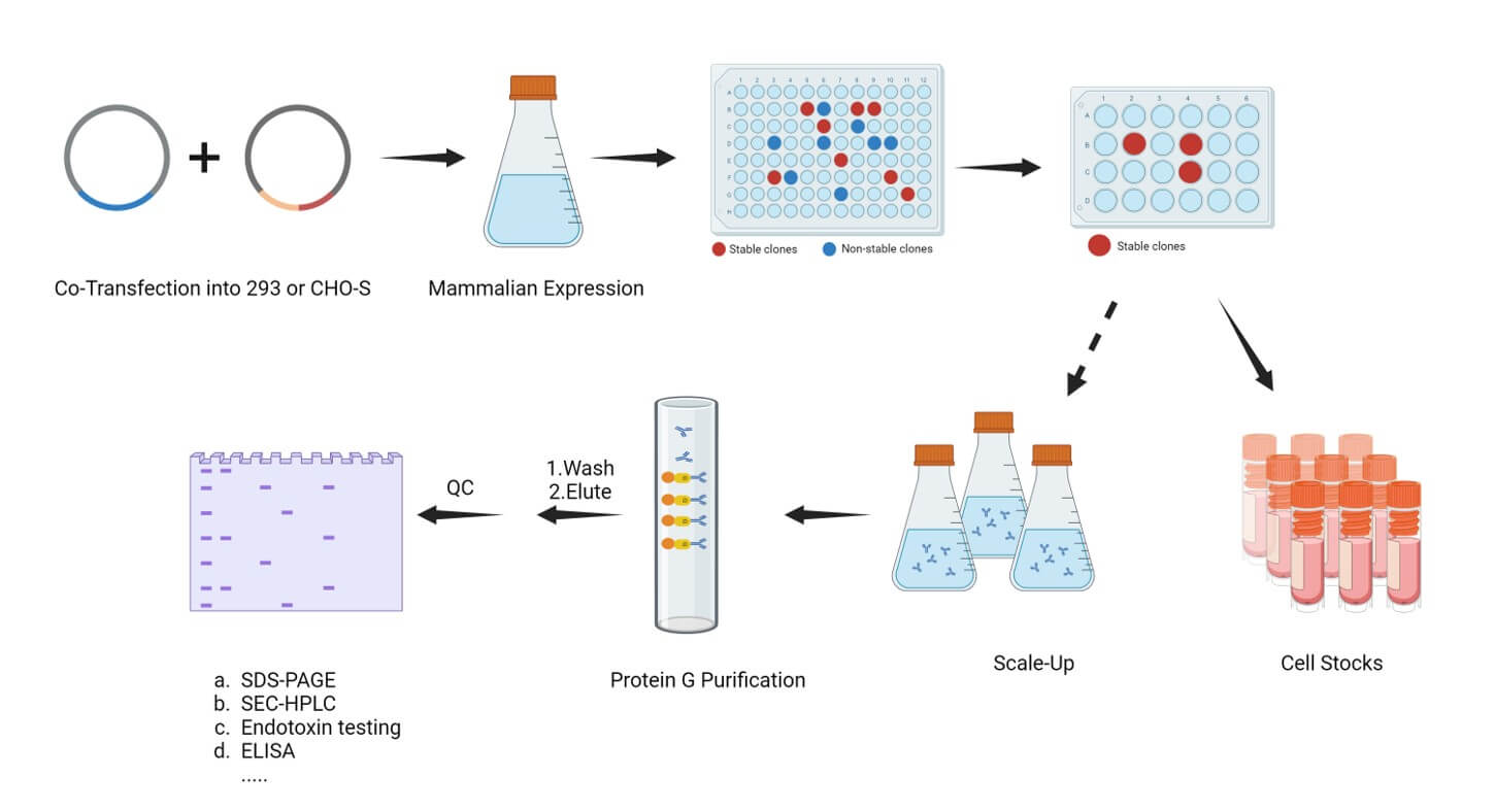Fig.2 Process. (Creative Biolabs Original)
