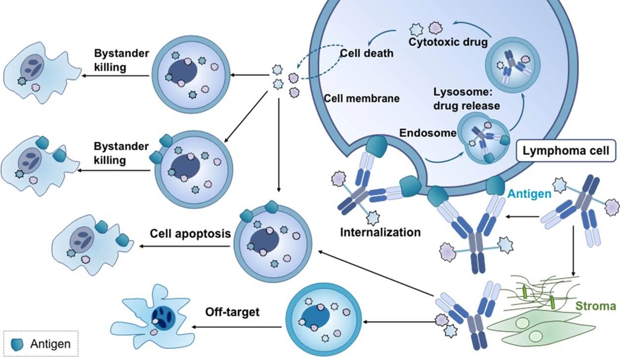 Fig.1 ADC mechanisms of action.