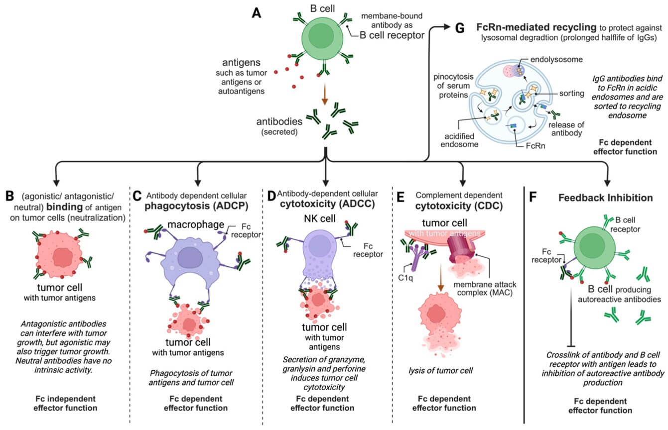Fig.1 Illustration of the relevant effector functions of approved therapeutic antibodies.
