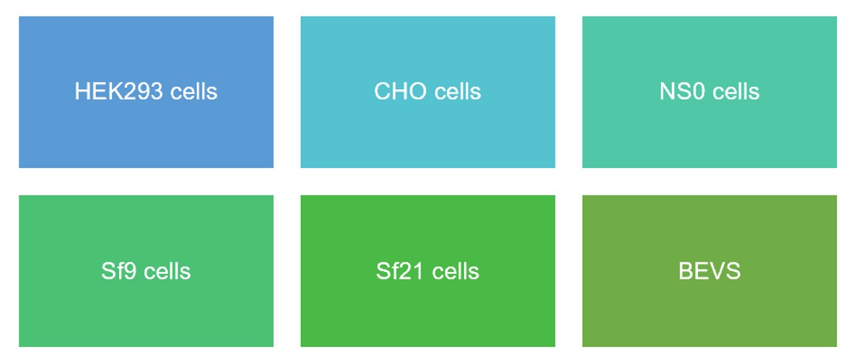Fig.3 Expression cells. (Creative Biolabs Original)