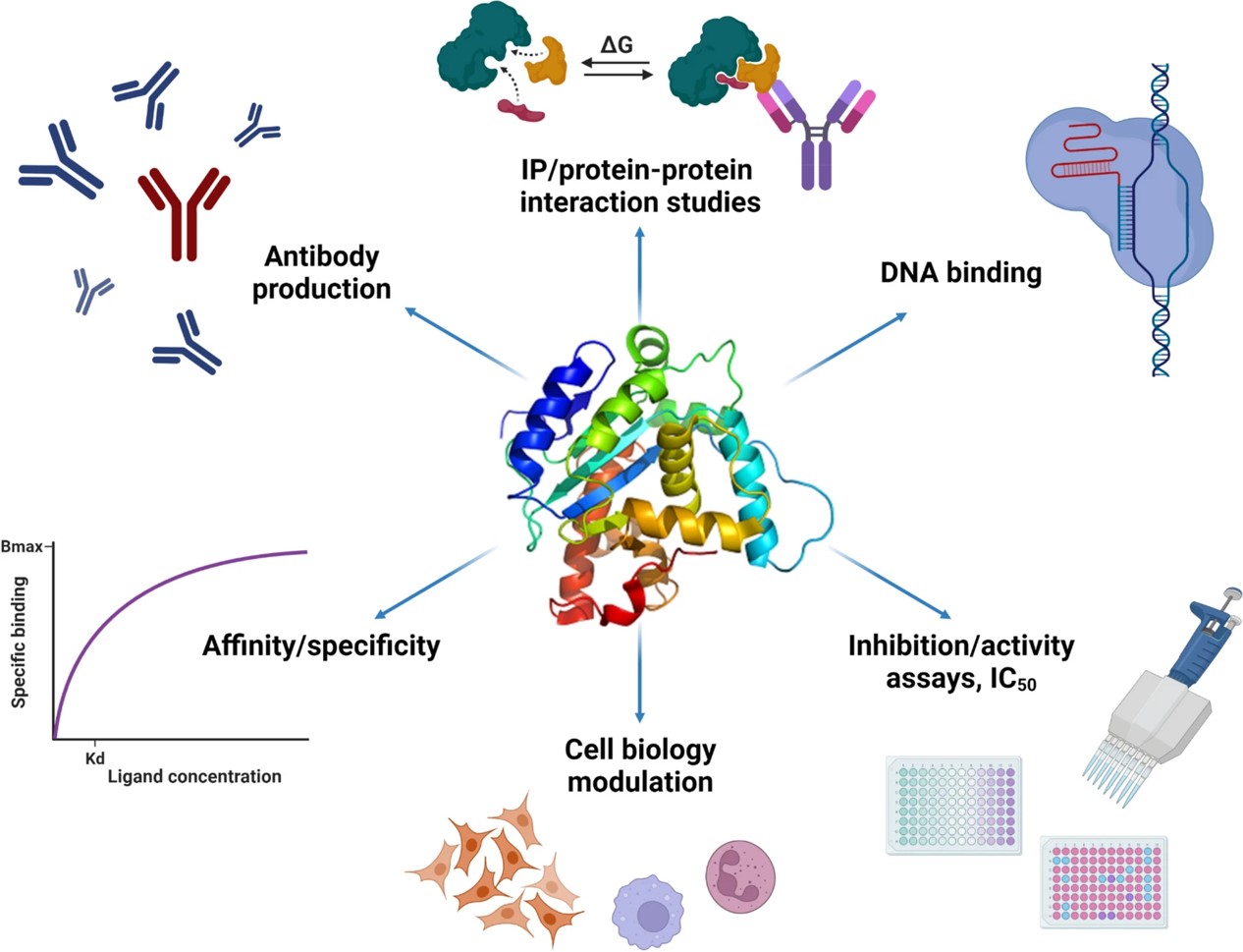 Fig.1 Recombinant proteins: useful reagents for many different applications.