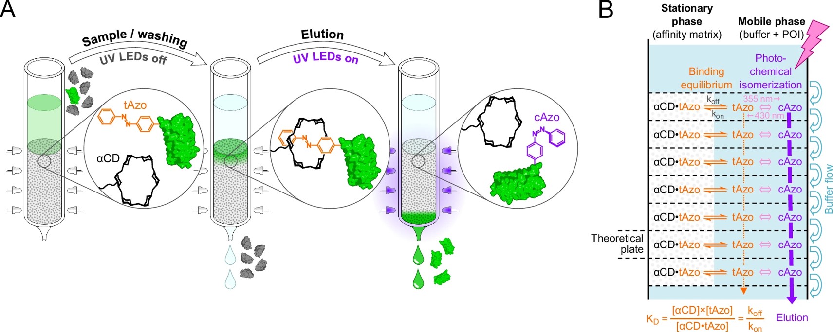 Fig.2 Light-controlled protein purification via Excitography.