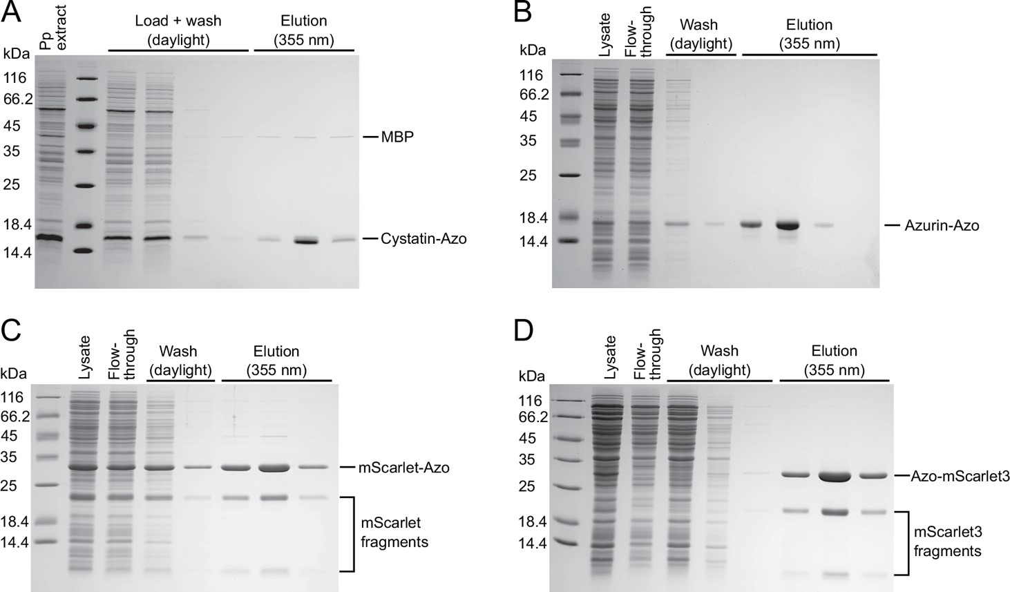 Fig.3 One-step purification of different Azo-tagged target proteins from complex protein mixtures via light-controlled α-CD affinity chromatography.