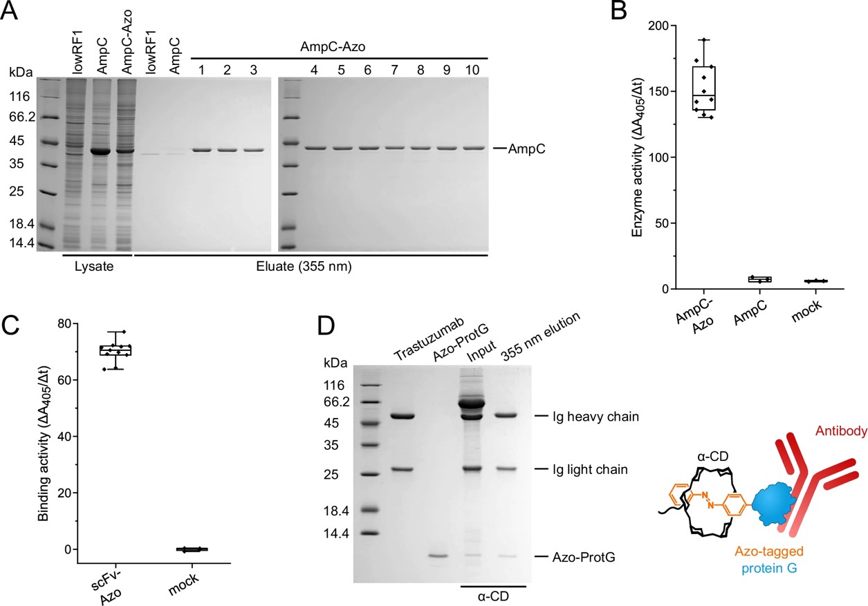 Fig.4 One-step purification of Azo-tagged POIs in parallel using the 96-well format.