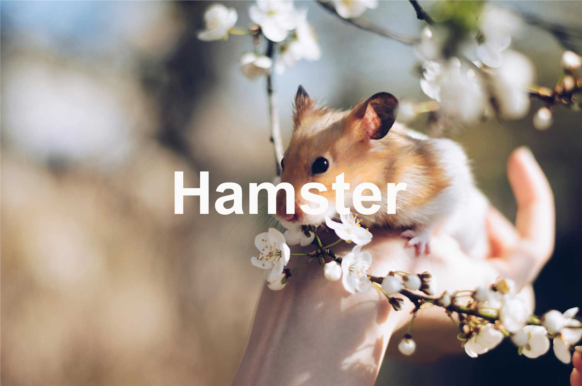 Fig.1 Hamaster.
