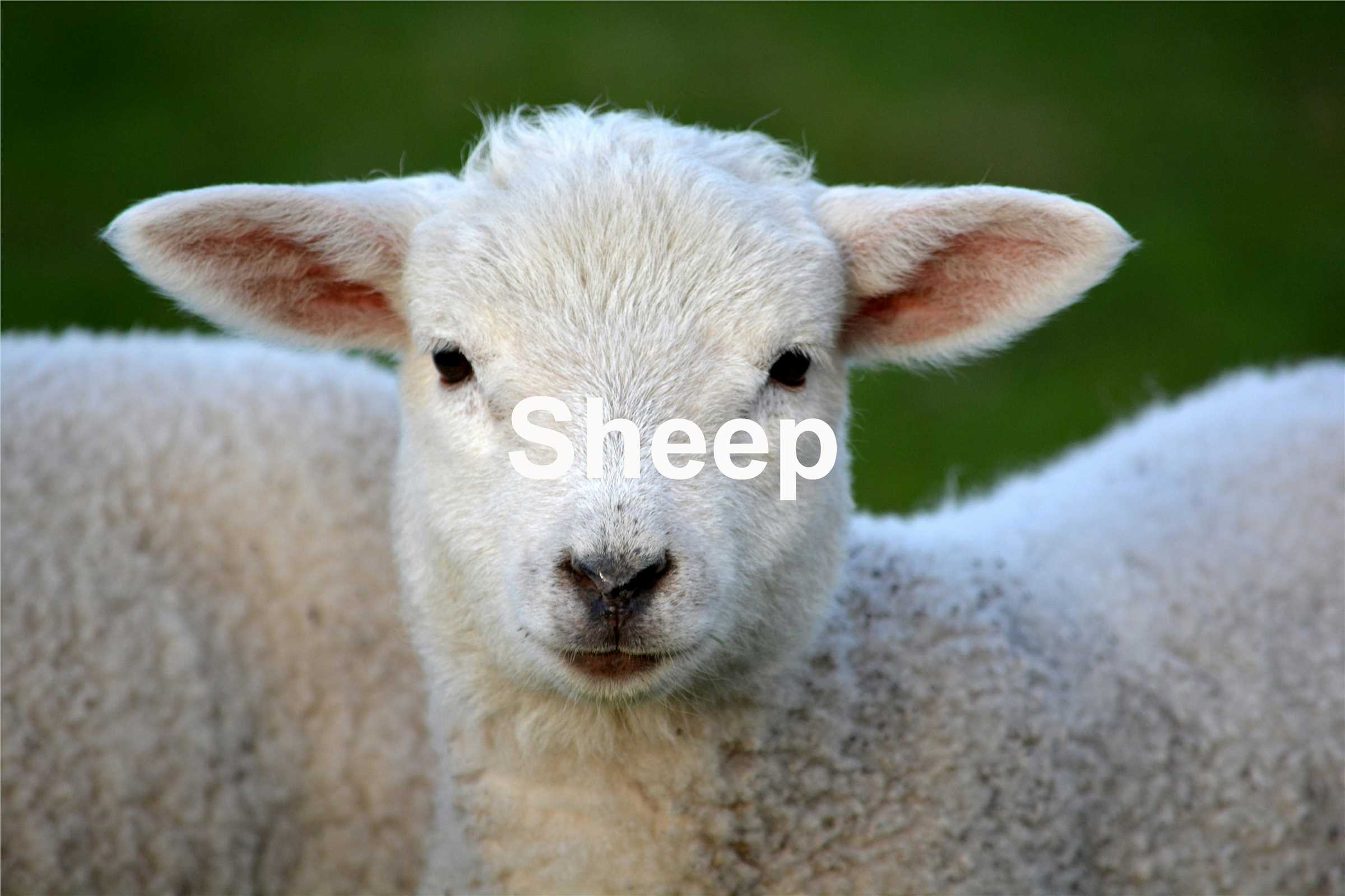 Fig.2 Sheep.