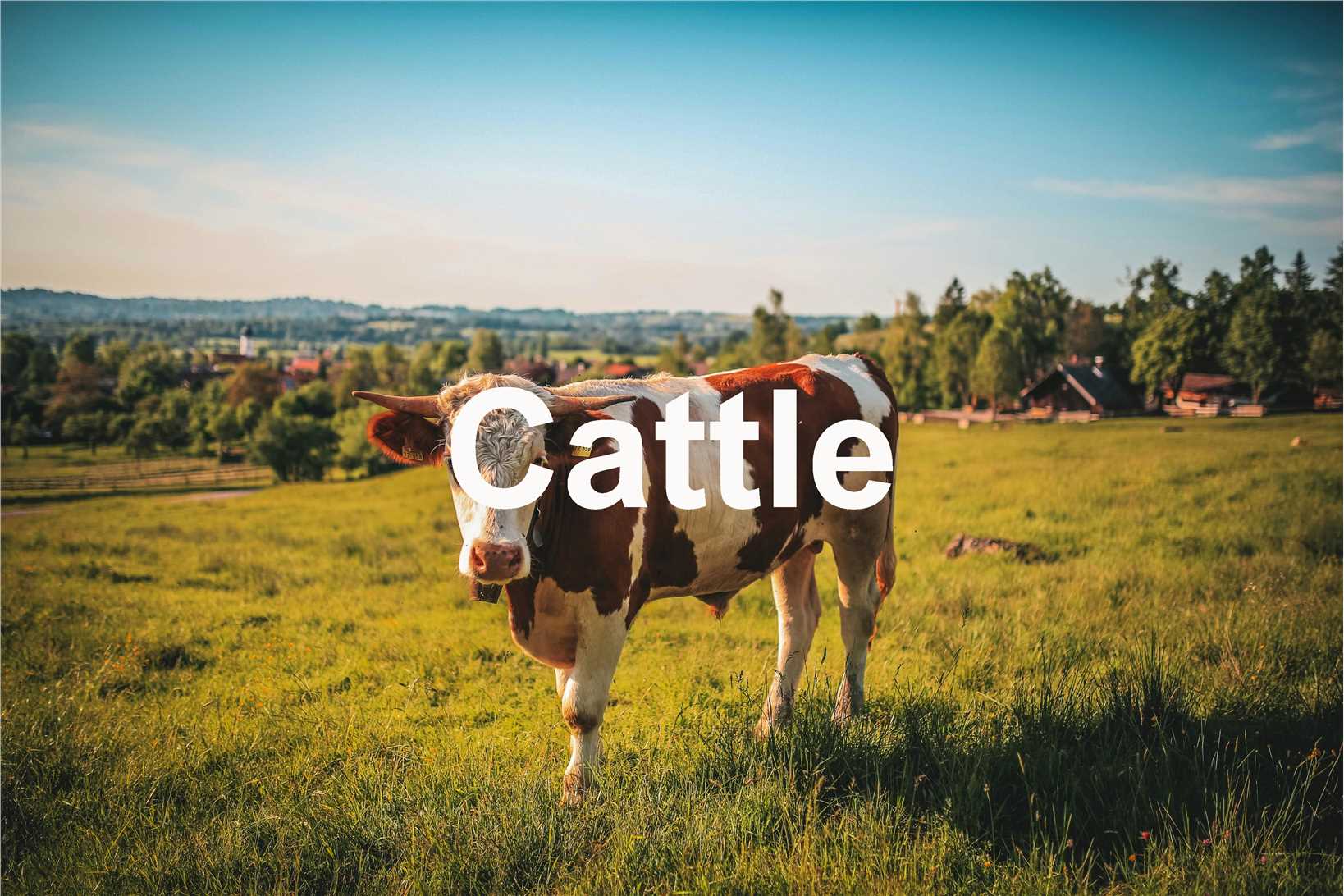 Fig.3 Cow.