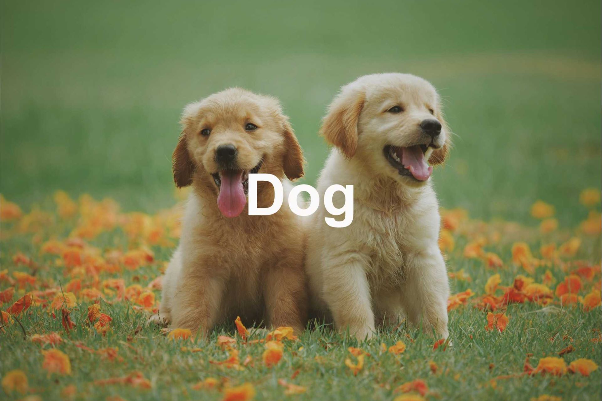 Fig.4 Dog.