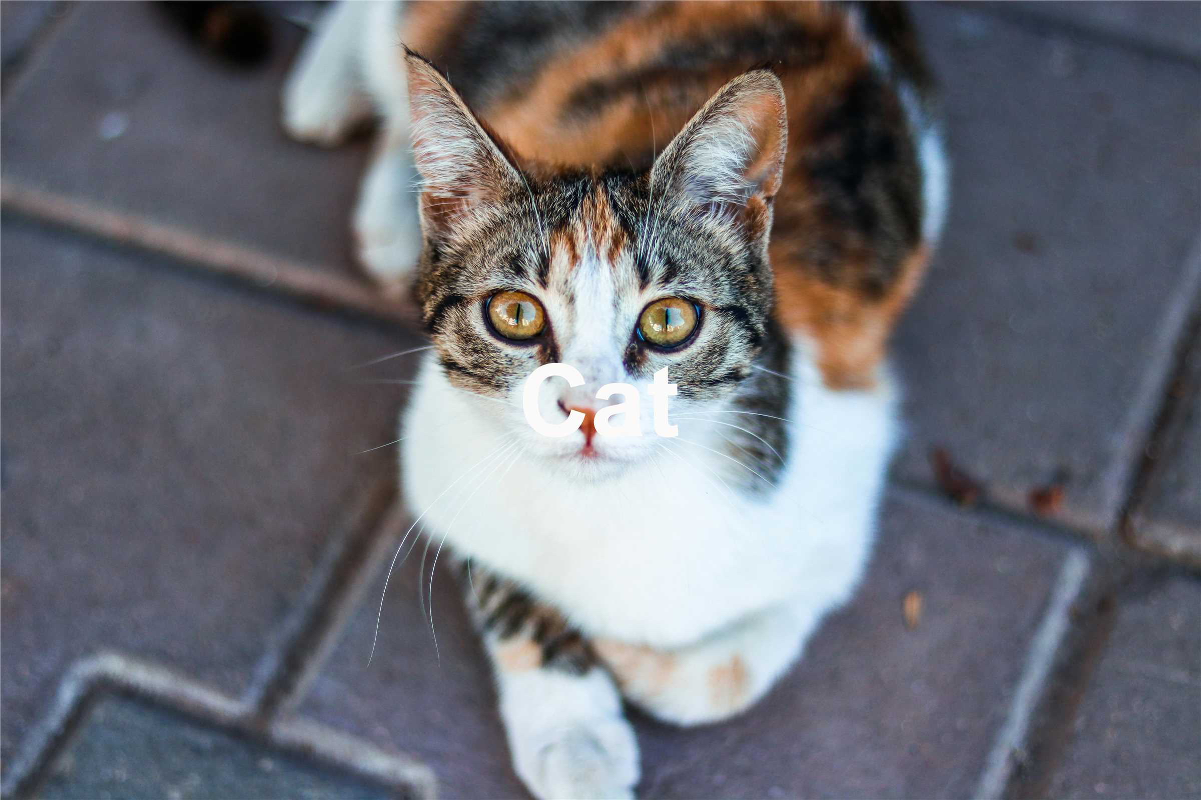 Fig.5 Cat.