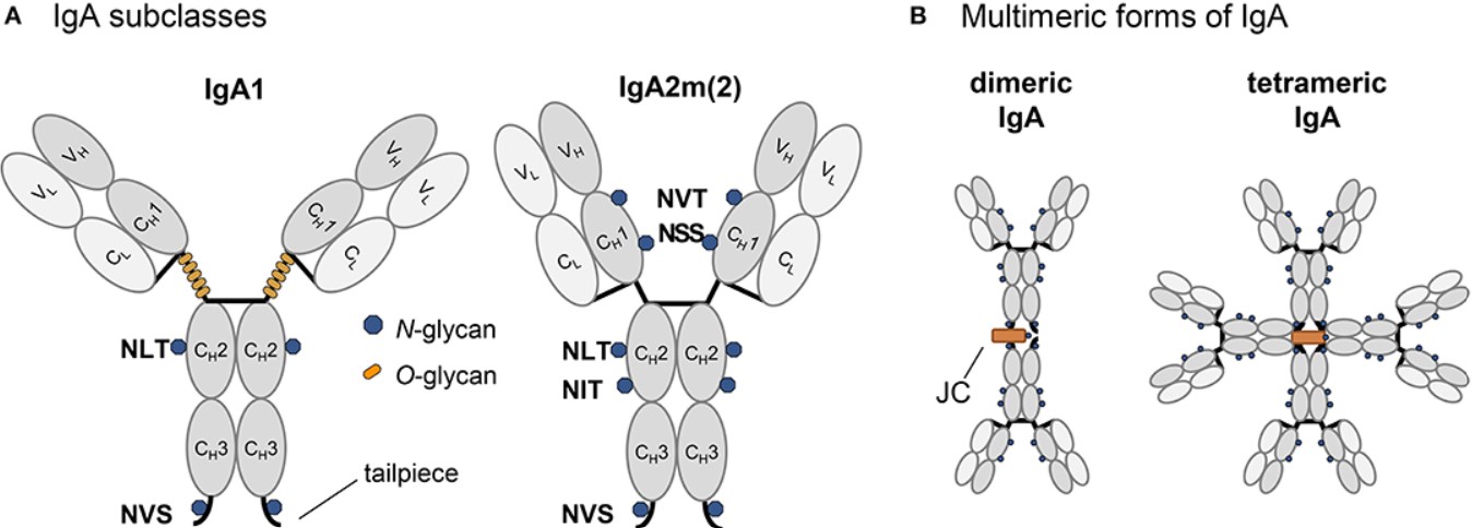 Fig.1 Structure and glycosylation of IgA variants. (OA Literature)