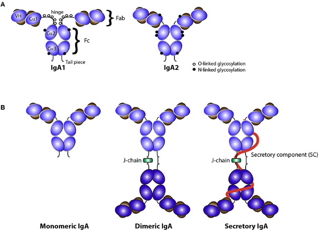 Fig.1 Structure of IgA isotypes. (OA Literature)