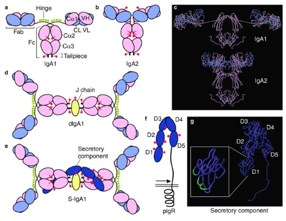 Fig.1 IgA structures. (OA Literature)