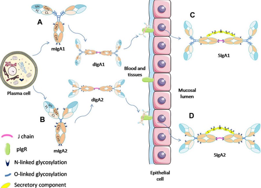 Fig.1 Process of SIgA formation. (OA Literature)