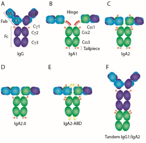 Fig.1 IgA forms. (OA Literature)