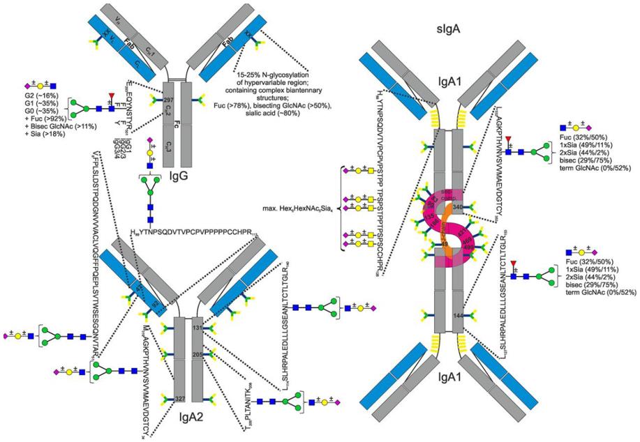 Fig.1 IgA glycosylation sites. (OA Literature)