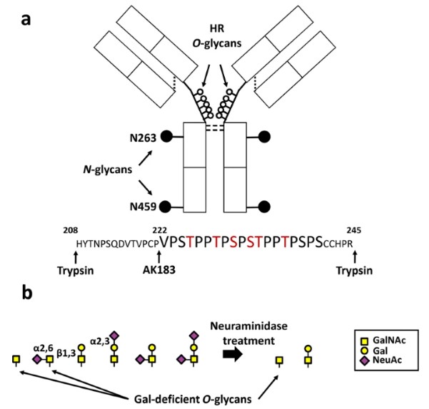Fig.1 IgA O-Glycans. (OA Literature)