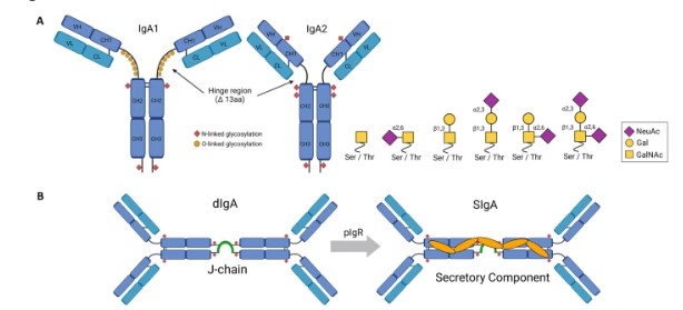 Fig.1 IgA structures. (OA Literature)