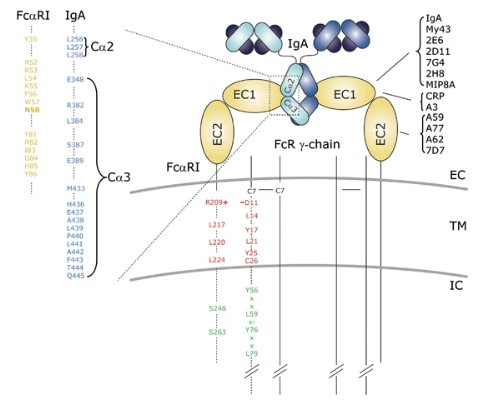 Fig.1 Schematic of the binding of the FcαRI–FcR γ-chain complex to IgA. (OA Literature)