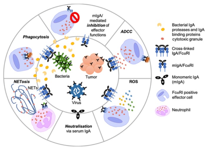 Fig.1 Serum immunoglobulin A (IgA) effector functions. (OA Literature)