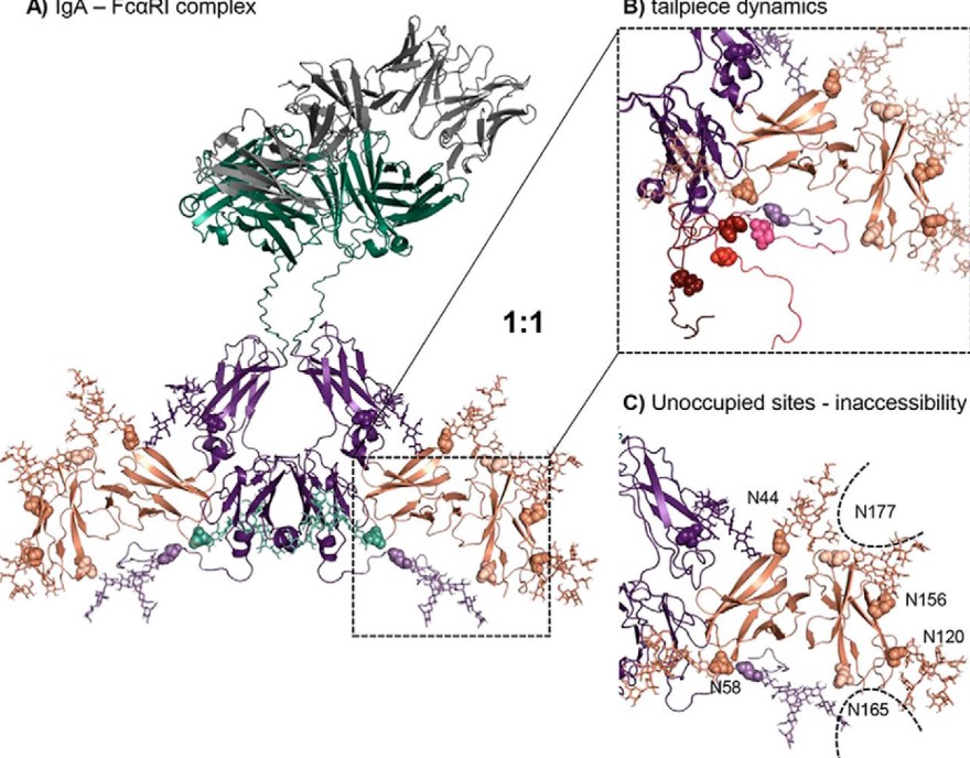 Fig.1 Model of N-glycosylated IgA1-Fc in complex with FcαRI. (OA Literature)