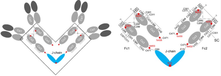 Fig.1 IgA structures. (OA Literature)
