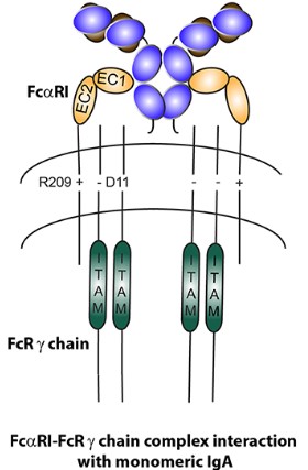 Fig.1 FcαRI Structure. (OA Literature)