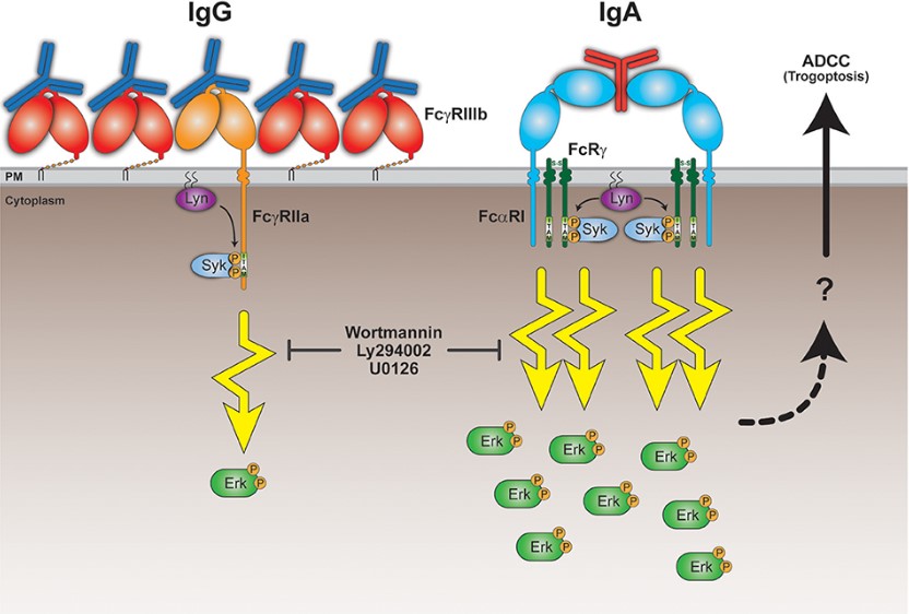 Fig.1 IgA mediated FcαRI signaling and cellular functioning. (OA Literature)
