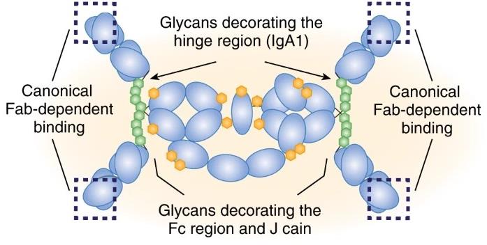 Fig.1 SIgA interacts with the microbiota. (OA Literature)