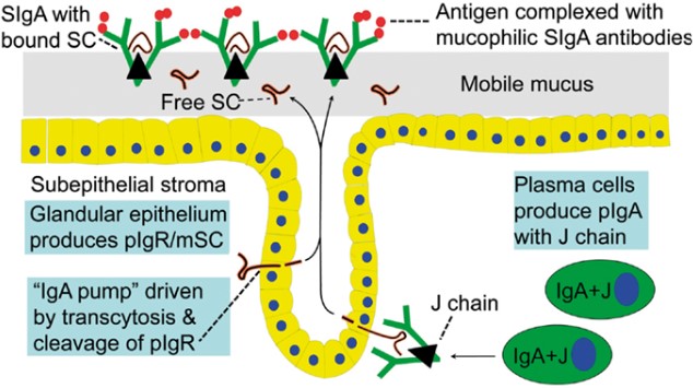 Fig.1 Receptor-mediated epithelial export of pIgA to provide SIgA. (OA Literature)
