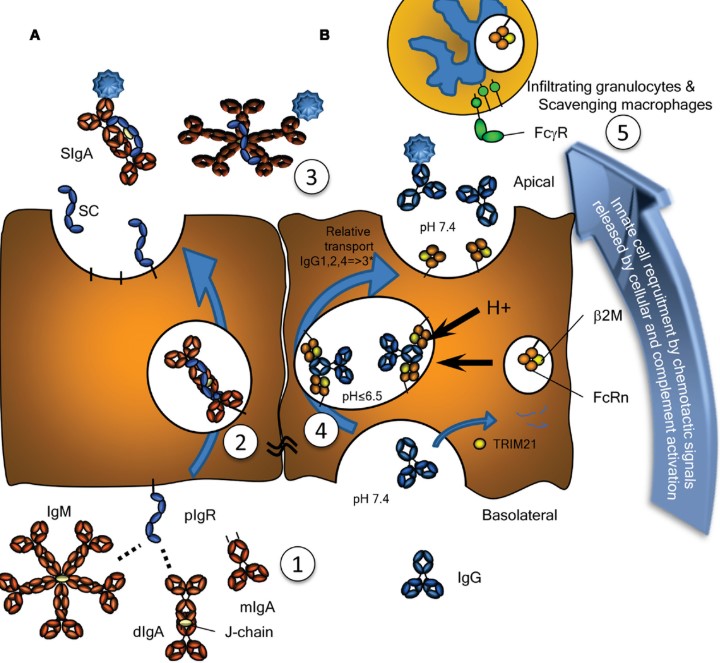 Fig.1 IgA transportation. (OA Literature)
