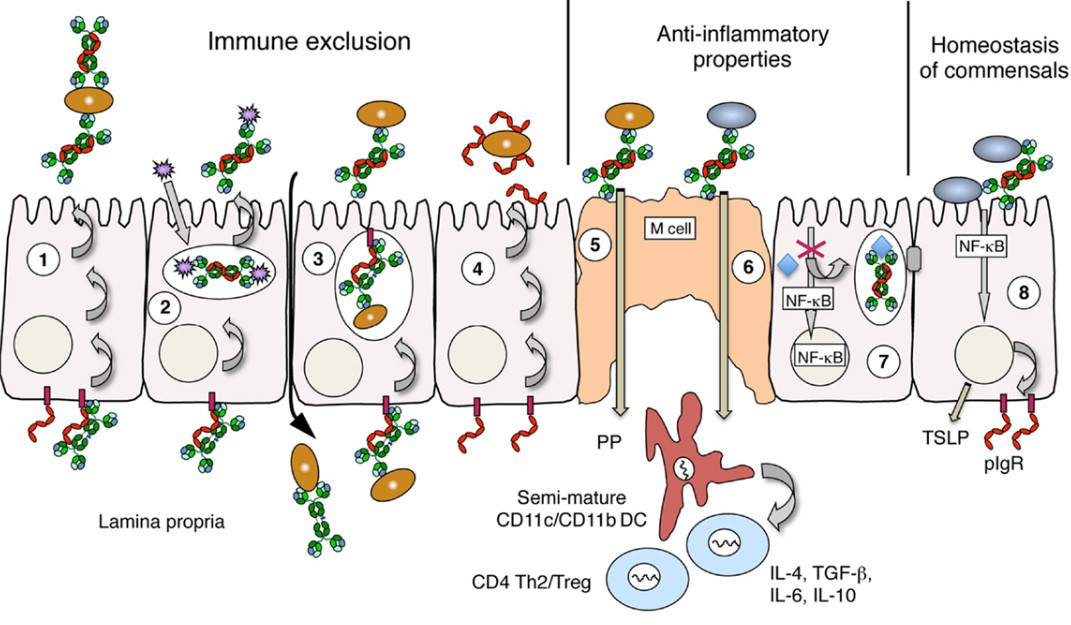 Fig.1 Mucosal immunity and different IgA types. (OA Literature)