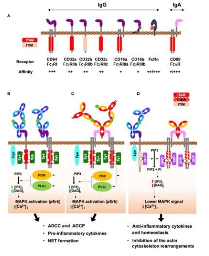 Fig.1 IgA and its biological functions. (OA Literature)