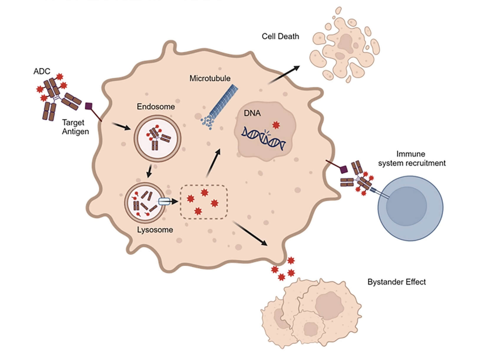 Mechanisms of Action for Antibody-drug Conjugates. (Koukoutzeli, Chrysanthi, et al., 2024)
