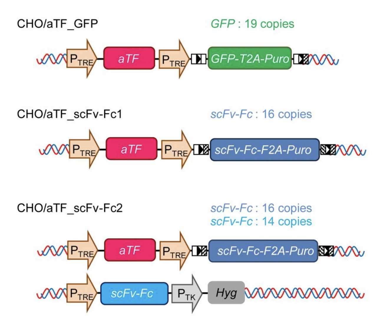 Generation of scFv-Fc-producer CHO Cells. 