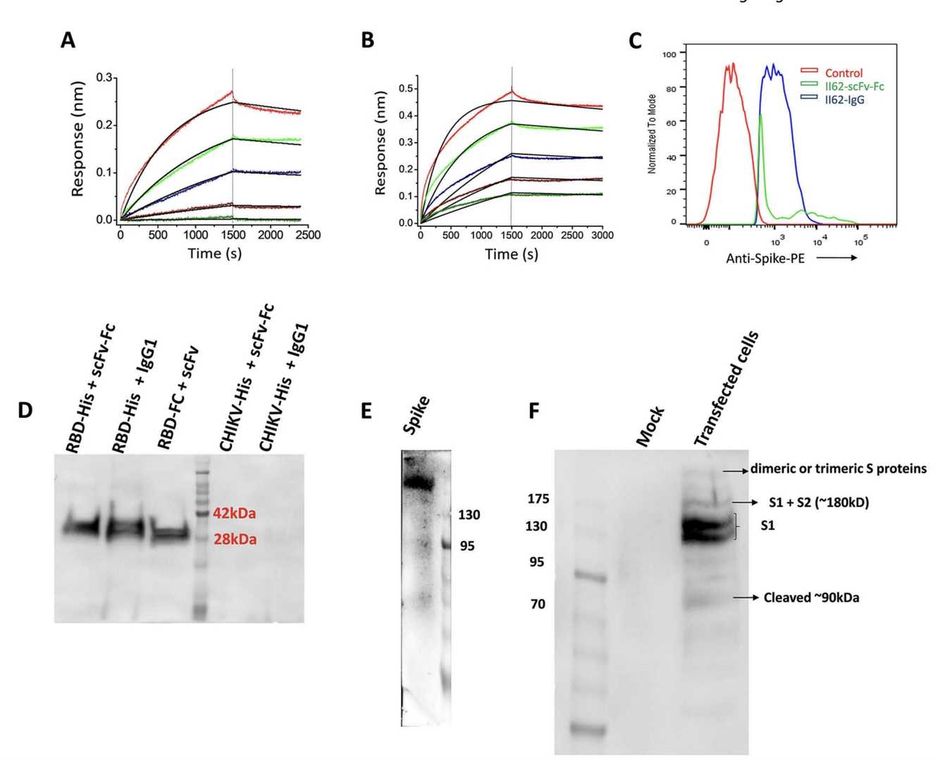 The Binding Kinetics of II62-scFv-Fc -and II62-IgG1 against RBD.