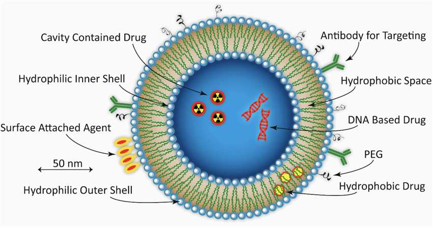 Schematic Presentation of a Spherical PEGylated Liposome. 