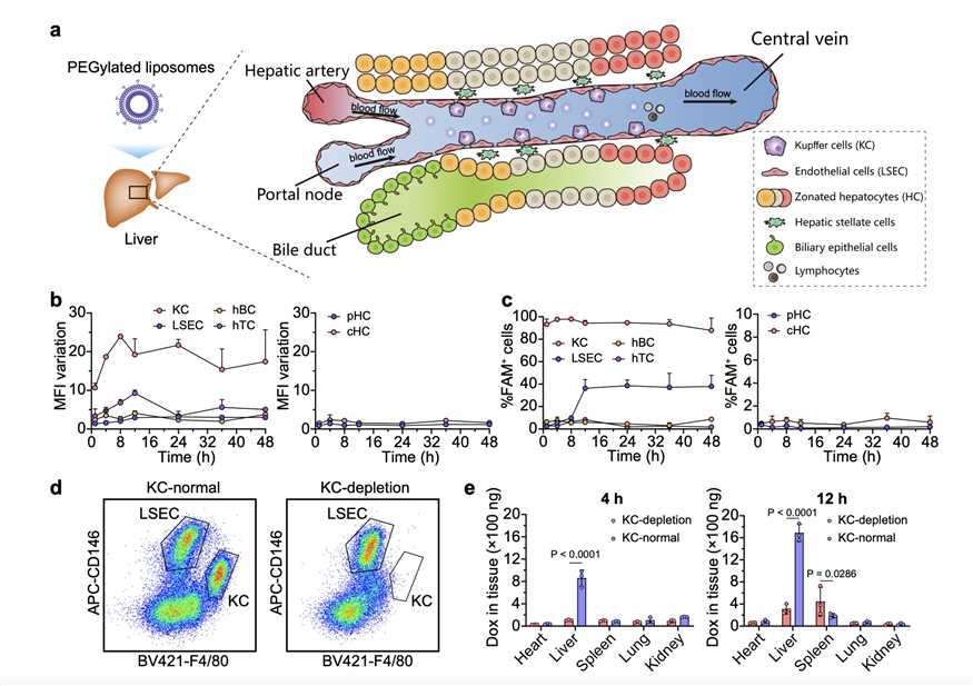 Intrahepatic Distribution of PEGylated Liposomes. 