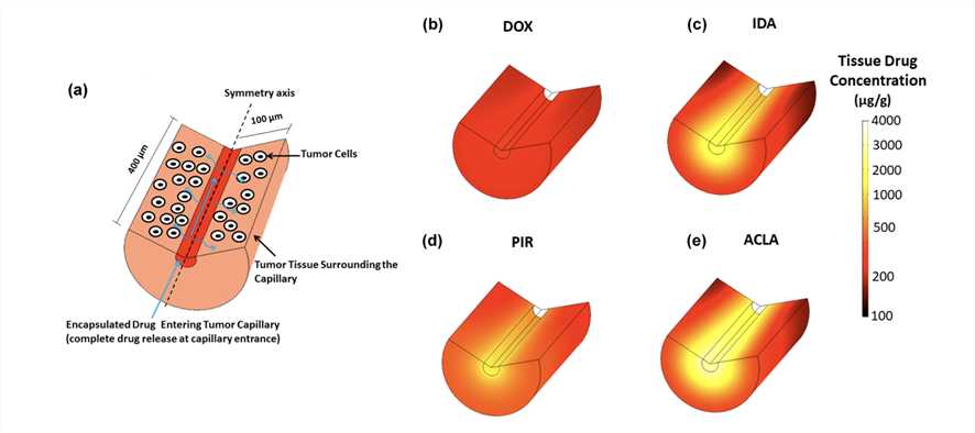 TSL-based Drug Delivery to SVR Cancer Cells Surrounding a Tumor Capillary.