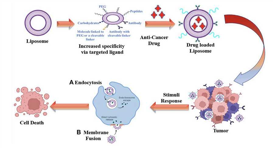 Overview of SDDSs Using Liposomes as Smart Carrier. 