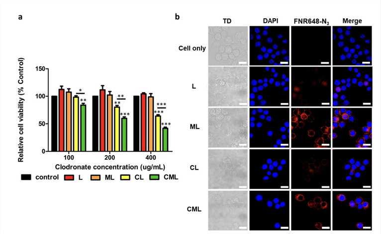 Cell Viability and Cellular Uptake of Liposome Nanoplatform for Macrophage Depletion. 